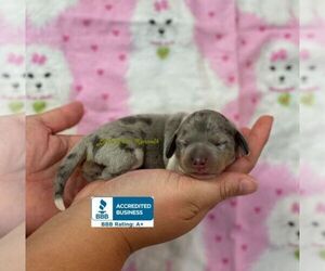Dachshund Puppy for sale in WINNSBORO, LA, USA