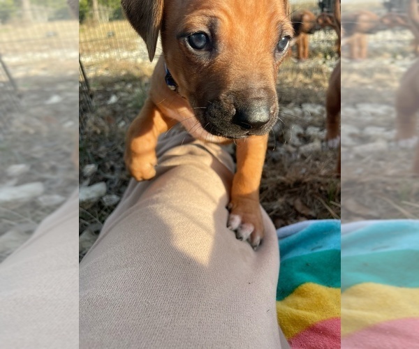 Medium Photo #21 Rhodesian Ridgeback Puppy For Sale in BOERNE, TX, USA