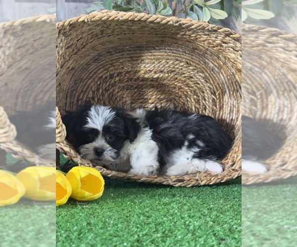 Medium Photo #4 La-Chon Puppy For Sale in CANOGA, NY, USA