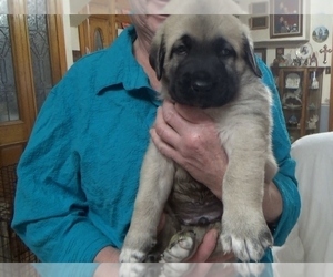 ANATOLIAN MASTIFF Puppy for Sale in PIKETON, Ohio USA