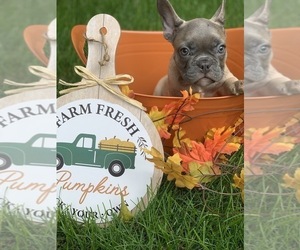 French Bulldog Puppy for sale in CHICAGO, IL, USA