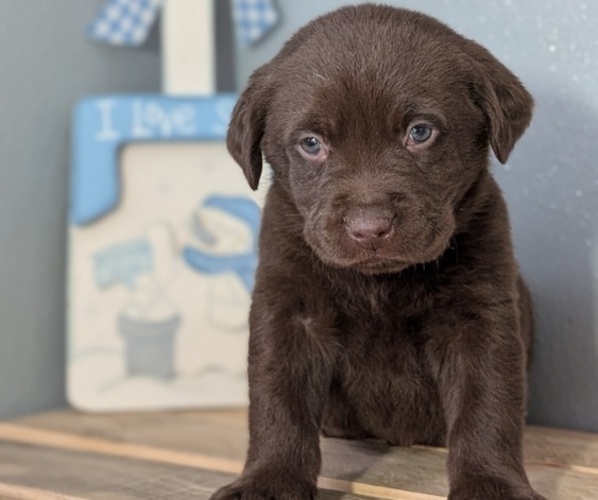 Medium Photo #70 Labrador Retriever Puppy For Sale in GOSHEN, IN, USA