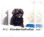 Small #4 ShihPoo
