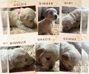 Golden Retriever Puppy for sale in GRANTS PASS, OR, USA