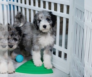 Schnauzer (Miniature) Puppy for sale in CONWAY, MO, USA