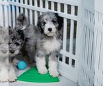 Small Photo #1 Bordoodle Puppy For Sale in CONWAY, MO, USA