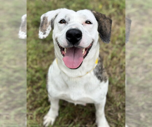 Medium Photo #1 Colonial Cocker Spaniel-English Setter Mix Puppy For Sale in Houston, TX, USA