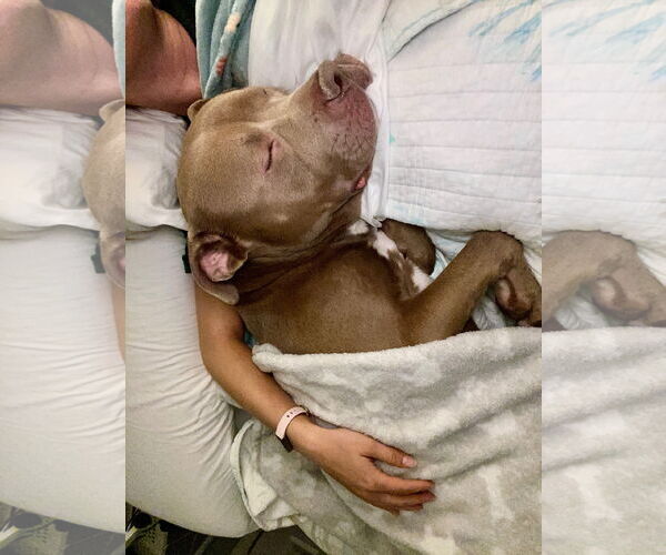 Medium Photo #3 American Pit Bull Terrier-Unknown Mix Puppy For Sale in Millersville, MD, USA