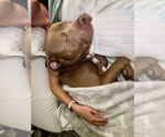 Small #2 American Pit Bull Terrier Mix