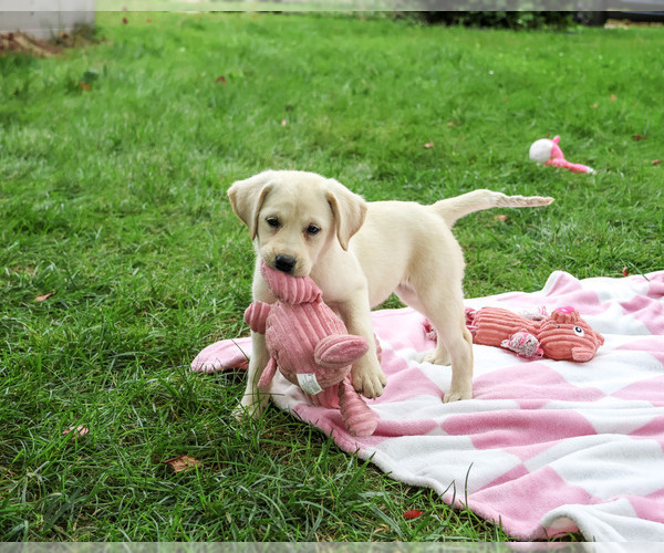 Medium Photo #4 Labrador Retriever Puppy For Sale in SYRACUSE, IN, USA