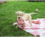 Robin - Female Labrador Retriever Puppy for Sale - Photo #4