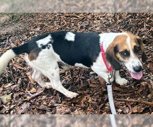 Bagle Hound Dogs for adoption in Deepwater, NJ, USA