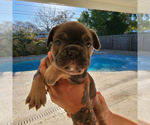French Bulldog Puppy for sale in LARGO, FL, USA