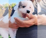 Small Photo #43 Maltipoo Puppy For Sale in BRISTOL, PA, USA