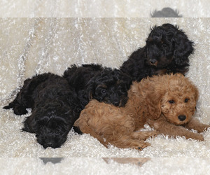 Goldendoodle Puppy for Sale in TOPEKA, Kansas USA