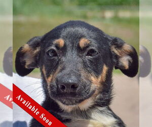 German Shepherd Dog-Unknown Mix Dogs for adoption in Huntley, IL, USA