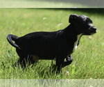 Small #5 Shepradors