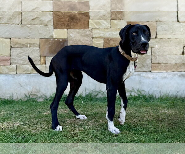 Medium Photo #2 Great Dane-Unknown Mix Puppy For Sale in PIPE CREEK, TX, USA