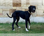 Small #1 Great Dane Mix