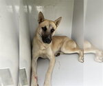 A663448 - Male German Shepherd Dog Dog for Adoption - Small photo
