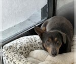 Small Photo #12 Dachshund-Unknown Mix Puppy For Sale in Studio City, CA, USA
