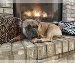 Small Photo #1 French Bulldog Puppy For Sale in OSHKOSH, WI, USA