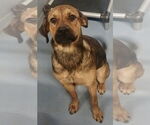 Small #2 German Shepherd Dog Mix