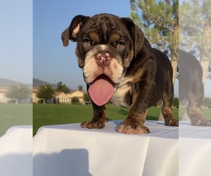 English Bulldog Puppy for sale in DEL ROSA, CA, USA