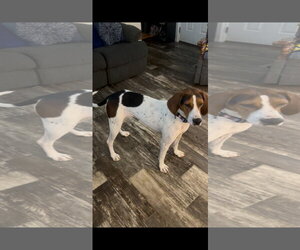 Dottie*Looking for an active, adventurous adopter* - Female Treeing Walker Coonhound-Unknown Mix Dog for Adoption - Photo #2