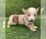 Small #14 Chihuahua