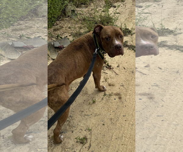 Medium Photo #10 Bulldog-Unknown Mix Puppy For Sale in Tarrytown, GA, USA