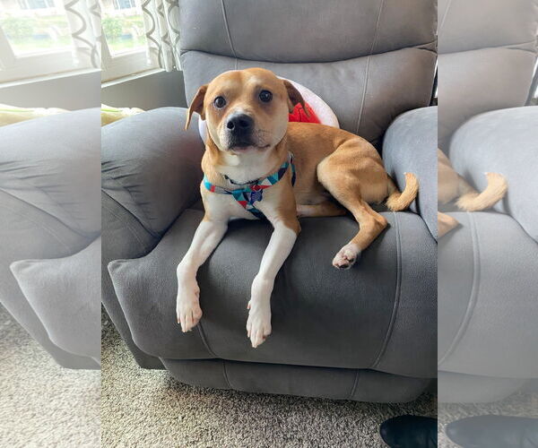 Medium Photo #4 Mutt Puppy For Sale in Bellevue, WA, USA