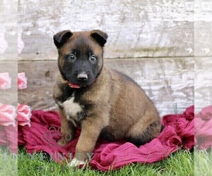 Belgian Malinois Puppy for sale in RONKS, PA, USA