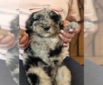 Small Photo #28 Bernedoodle-Golden Mountain Dog Mix Puppy For Sale in DAVIS, CA, USA