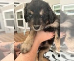 Puppy Gin Aussiedoodle