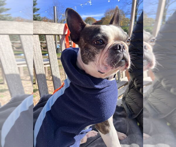 Medium Photo #5 Boston Terrier Puppy For Sale in Oak Bluffs, MA, USA