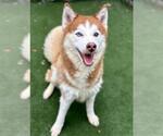 Small #1 Siberian Husky