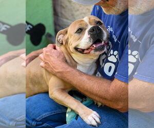American Pit Bull Terrier Dogs for adoption in Glen Allen, VA, USA