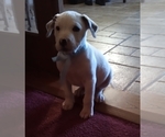 Small Photo #76 American Pit Bull Terrier-Labrador Retriever Mix Puppy For Sale in MOORESBORO, NC, USA