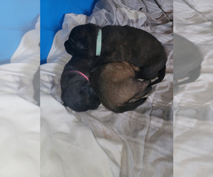 Belgian Malinois-Mastiff Mix Puppy for sale in TERRYVILLE, CT, USA