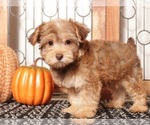 Small #2 YorkiePoo
