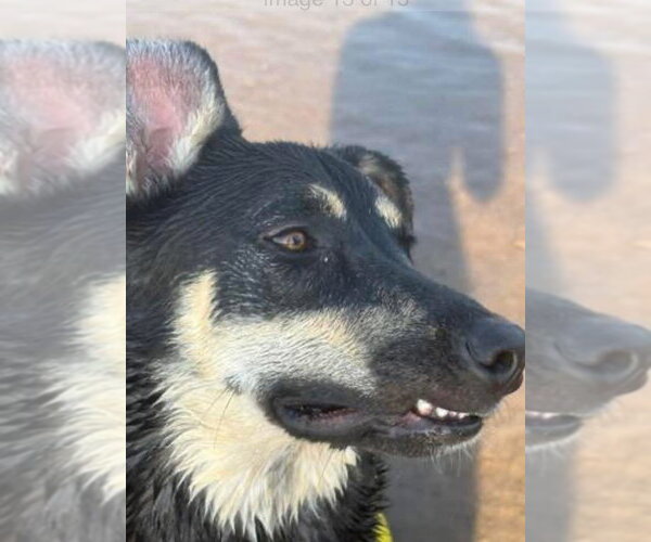 Medium Photo #10 German Shepherd Dog-Unknown Mix Puppy For Sale in Williamsburg, NM, USA