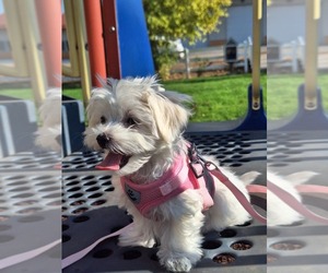 Maltese Puppy for sale in BEAR RIVER, WY, USA