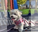 Image preview for Ad Listing. Nickname: Pink harness
