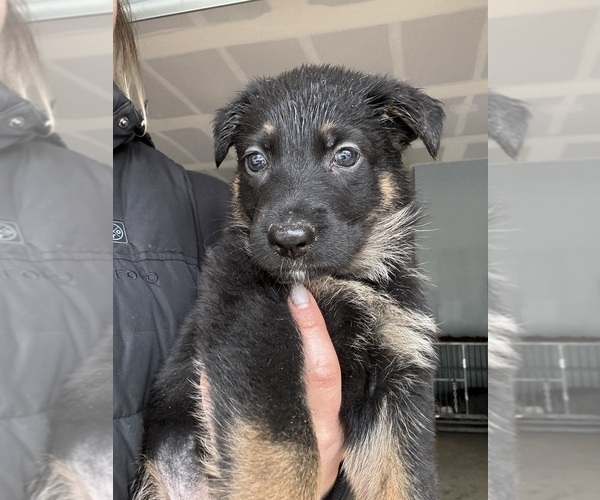 Medium Photo #2 German Shepherd Dog Puppy For Sale in YELM, WA, USA