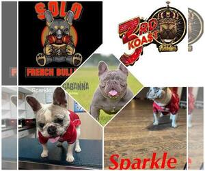 French Bulldog Puppy for Sale in BEAUMONT, Texas USA