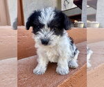 Small Photo #2 Mutt Puppy For Sale in Marina Del Rey, CA, USA