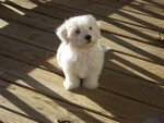 Small Photo #12 Coton de Tulear Puppy For Sale in HORSE BRANCH, KY, USA