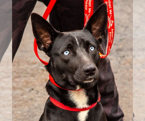 Medium Photo #12 Australian Kelpie-Unknown Mix Puppy For Sale in Canton, CT, USA