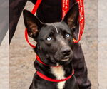 Small #11 Australian Kelpie Mix